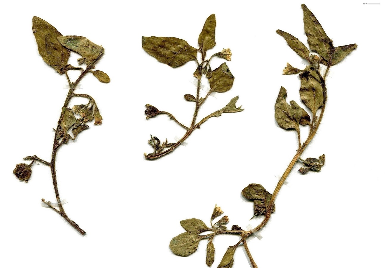 Solanum villosum subsp. villosum (Solanaceae)